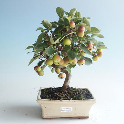 Vonkajšie bonsai - Malus halliana - Maloplodé jabloň 408-VB2019-26766 - 1