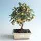 Vonkajšie bonsai - Malus halliana - Maloplodé jabloň 408-VB2019-26766 - 1/4