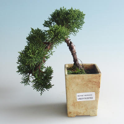 Vonkajšie bonsai - Juniperus chinensis -Jalovec čínsky 408-VB2019-26769