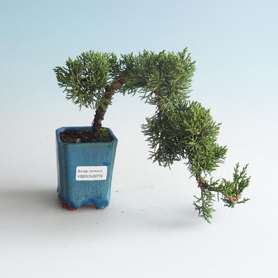 Vonkajšie bonsai - Juniperus chinensis -Jalovec čínsky 408-VB2019-26772