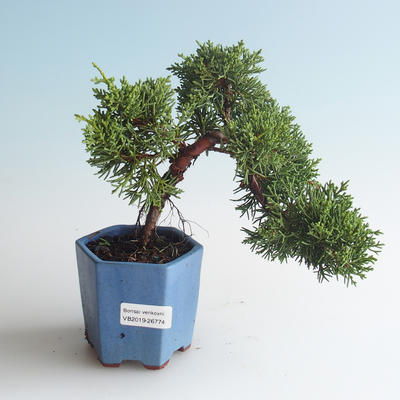 Vonkajšie bonsai - Juniperus chinensis -Jalovec čínsky 408-VB2019-26774