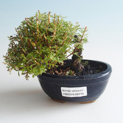 Vonkajšia bonsai-Nátržník krovitá - Dasiphora fruticosa žltá 408-VB2019-26775 - 1
