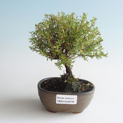 Vonkajšia bonsai-Nátržník krovitá - Dasiphora fruticosa žltá 408-VB2019-26776 - 1