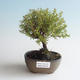 Vonkajšia bonsai-Nátržník krovitá - Dasiphora fruticosa žltá 408-VB2019-26776 - 1/2