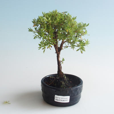 Vonkajšia bonsai-Nátržník krovitá - Dasiphora fruticosa žltá 408-VB2019-26777 - 1