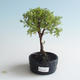 Vonkajšia bonsai-Nátržník krovitá - Dasiphora fruticosa žltá 408-VB2019-26777 - 1/2