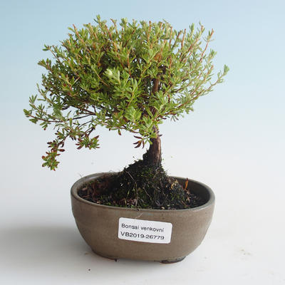 Vonkajšia bonsai-Nátržník krovitá - Dasiphora fruticosa žltá 408-VB2019-26779 - 1