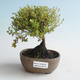 Vonkajšia bonsai-Nátržník krovitá - Dasiphora fruticosa žltá 408-VB2019-26779 - 1/2