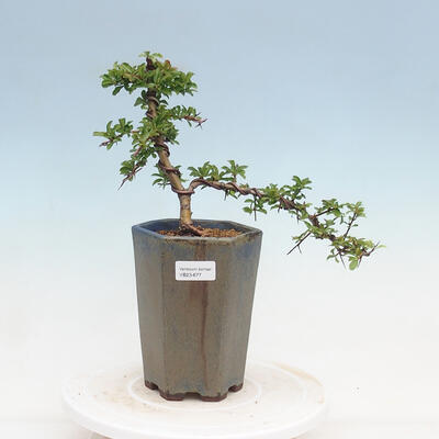 Vonkajšia bonsai-Pyracanta Teton -Hlohyně - 1