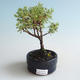 Vonkajšia bonsai-Nátržník krovitá - Dasiphora fruticosa žltá 408-VB2019-26780 - 1/2