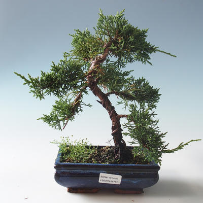 Vonkajšie bonsai - Juniperus chinensis -Jalovec čínsky 408-VB2019-26784