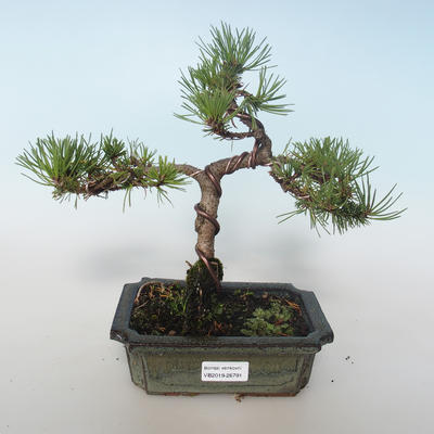 Vonkajšie bonsai - Pinus mugo Humpy - Borovica Marhuľa 408-VB2019-26791