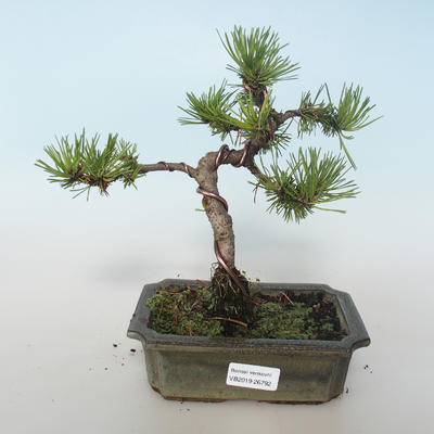 Vonkajšie bonsai - Pinus mugo Humpy - Borovica Marhuľa 408-VB2019-26792