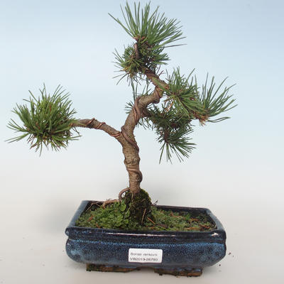Vonkajšie bonsai - Pinus mugo Humpy - Borovica Marhuľa 408-VB2019-26793