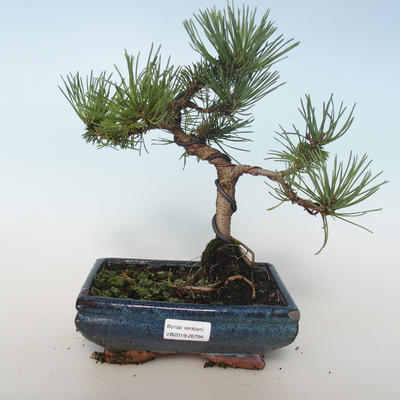 Vonkajšie bonsai - Pinus mugo Humpy - Borovica Marhuľa 408-VB2019-26794