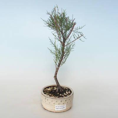 Vonkajšie bonsai - Tamaris parviflora Tamariška malolistá 408-VB2019-26797 - 1