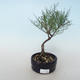Vonkajšie bonsai - Tamaris parviflora Tamariška malolistá 408-VB2019-26799 - 1/3