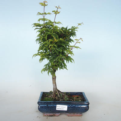 Vonkajšie bonsai - Acer palmatum SHISHIGASHIRA- Javor malolistá VB2020-671 - 1