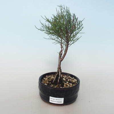 Vonkajšie bonsai - Tamaris parviflora Tamariška malolistá 408-VB2019-26800 - 1