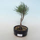 Vonkajšie bonsai - Tamaris parviflora Tamariška malolistá 408-VB2019-26800 - 1/3