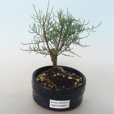 Vonkajšie bonsai - Tamaris parviflora Tamariška malolistá 408-VB2019-26801 - 1