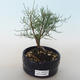 Vonkajšie bonsai - Tamaris parviflora Tamariška malolistá 408-VB2019-26801 - 1/3