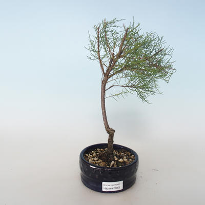 Vonkajšie bonsai - Tamaris parviflora Tamariška malolistá 408-VB2019-26802 - 1