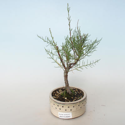 Vonkajšie bonsai - Tamaris parviflora Tamariška malolistá 408-VB2019-26803 - 1