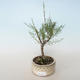 Vonkajšie bonsai - Tamaris parviflora Tamariška malolistá 408-VB2019-26803 - 1/3