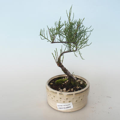 Vonkajšie bonsai - Tamaris parviflora Tamariška malolistá 408-VB2019-26805 - 1