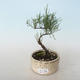 Vonkajšie bonsai - Tamaris parviflora Tamariška malolistá 408-VB2019-26805 - 1/3