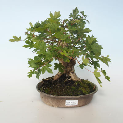 Vonkajšia bonsai-Acer campestre-Javor poľný 408-VB2019-26807 - 1