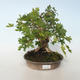 Vonkajšia bonsai-Acer campestre-Javor poľný 408-VB2019-26807 - 1/5