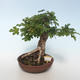 Vonkajšia bonsai-Acer campestre-Javor poľný 408-VB2019-26808 - 1/3
