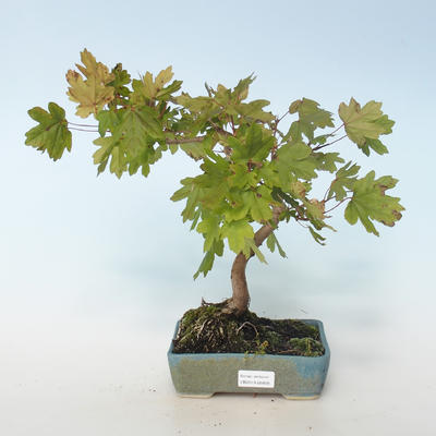 Vonkajšia bonsai-Acer campestre-Javor poľný 408-VB2019-26809