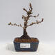 Vonkajší bonsai - Berberis thunbergii Kobold - Drištál - 1/2