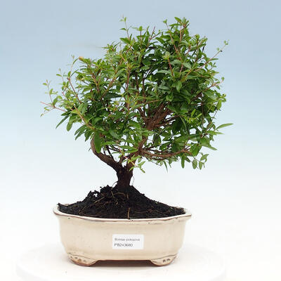Izbová bonsai-Punic granatum nana-Granátové jablko - 1