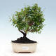 Izbová bonsai-Punic granatum nana-Granátové jablko - 1/6