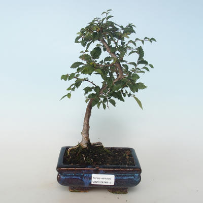 Vonkajšia bonsai-Ulmus parvifolia-malolistá brest 408-VB2019-26812