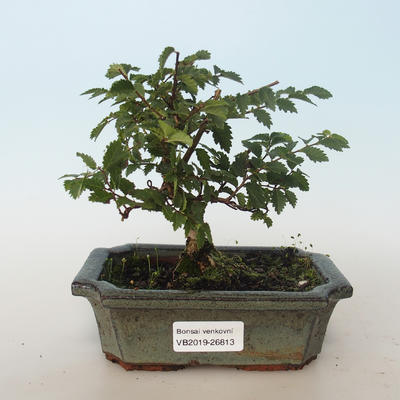 Vonkajšia bonsai-Ulmus parvifolia-malolistá brest 408-VB2019-26813