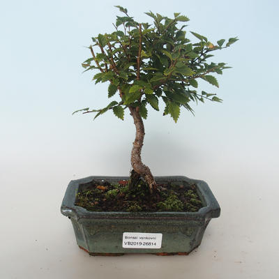 Vonkajšia bonsai-Ulmus parvifolia-malolistá brest 408-VB2019-26814
