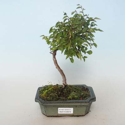 Vonkajšia bonsai-Ulmus parvifolia-malolistá brest 408-VB2019-26816