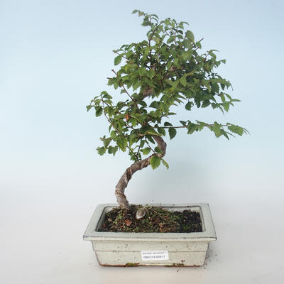 Vonkajšia bonsai-Ulmus parvifolia-malolistá brest 408-VB2019-26817