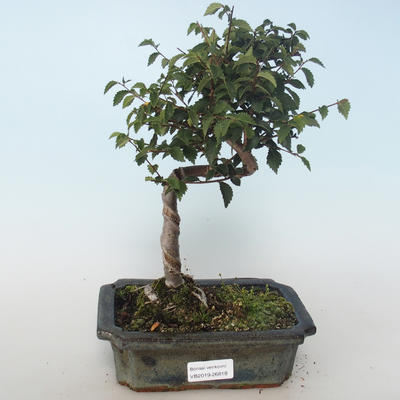 Vonkajšia bonsai-Ulmus parvifolia-malolistá brest 408-VB2019-26818