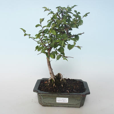 Vonkajšia bonsai-Ulmus parvifolia-malolistá brest 408-VB2019-26819