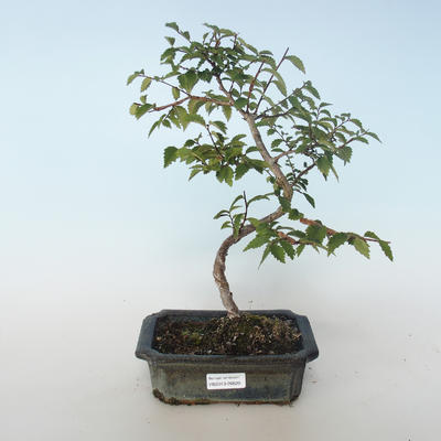 Vonkajšia bonsai-Ulmus parvifolia-malolistá brest 408-VB2019-26820