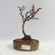 Vonkajší bonsai - Berberis thunbergii Kobold - Drištál - 1/2