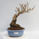 Vonkajší bonsai - Zlatice - Forsythia intermedia Week End - 1/5
