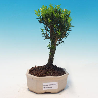 Izbová bonsai - Buxus harlandii - 1