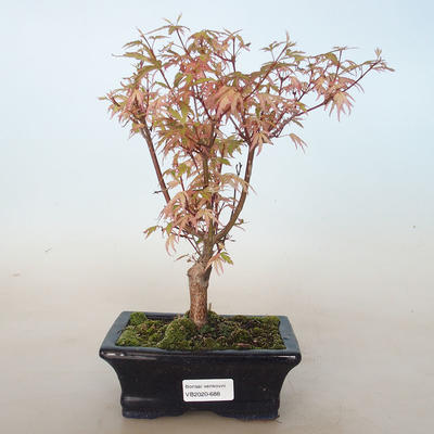 Vonkajší bonsai -Javor dlaňovitolistý Acer palmatum Butterfly VB2020-688 - 1